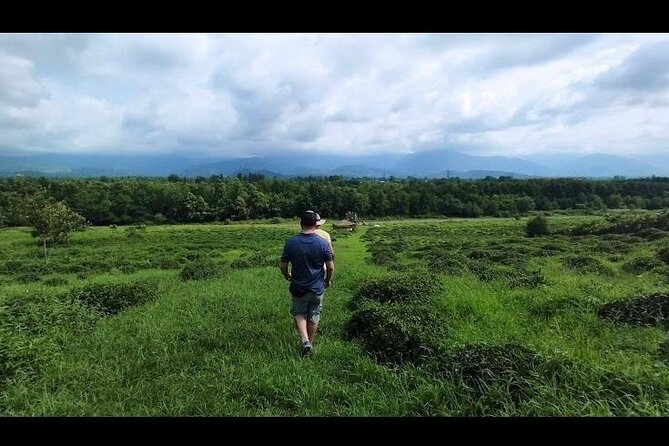 1,5 Hours Tea House and Tea Garden Trip in Ozurgeti Georgia - Walking Through the Century-Old Tea Garden