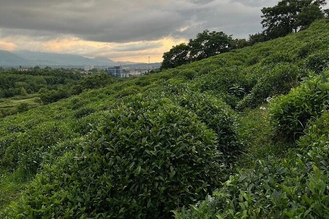 1,5 Hours Tea House and Tea Garden Trip in Ozurgeti Georgia - From Fresh Leaves to Finished Tea