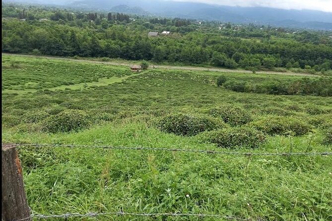 1,5 Hours Tea House and Tea Garden Trip in Ozurgeti Georgia - Who Will Enjoy This Ozurgeti Tea Tour