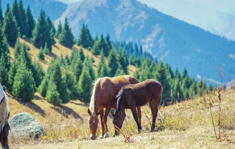 1 Day Horse Riding Adventure in Borjomi Mountains - Who should book this Borjomi horse ride?