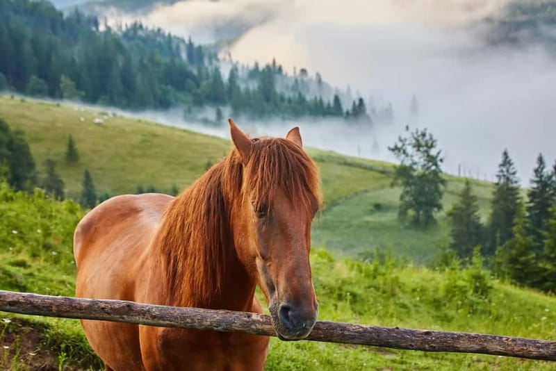 1 Day Horse Riding Adventure in Borjomi Mountains - Four to five hours through Borjomi-Kharagauli National Park