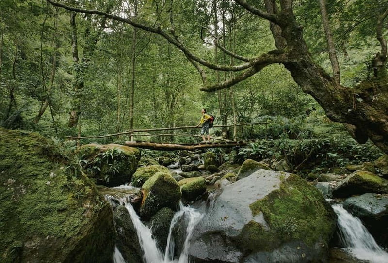 Batumi to Mtirala National park - Half day hiking group tour - Why Mtirala works so well as a half-day escape