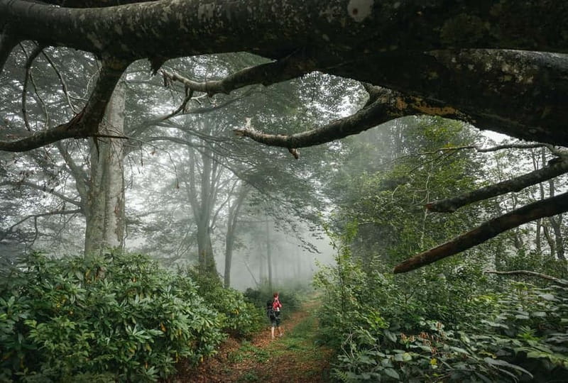 Batumi to Mtirala National park - Half day hiking group tour - How the guides shape the experience