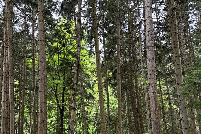 Borjomi Nature Wonderland Guided Tour from Tbilisi - Tsemi for Mountain Views and Fresh Mineral Water