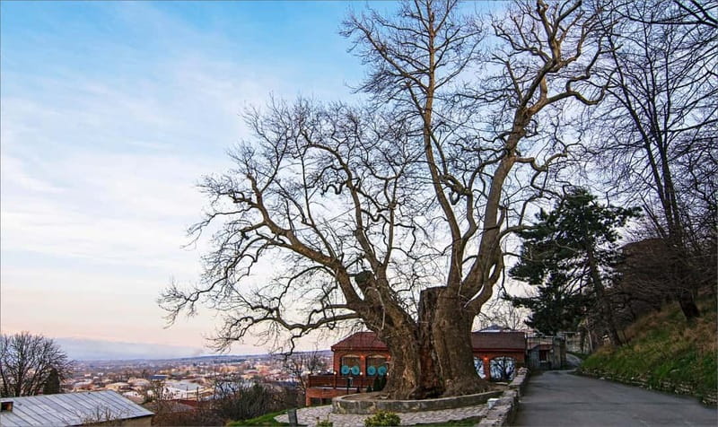 From Tbilisi: Bodbe, Sighnaghi and Telavi Day Trip - The Gombori Pass closes the scenic route