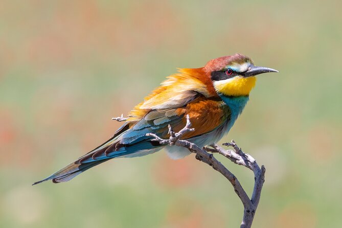 Full-day Private Wilderness tour in Vashlovani National Park - Starting in Dedoplistskaro at 9:00 AM