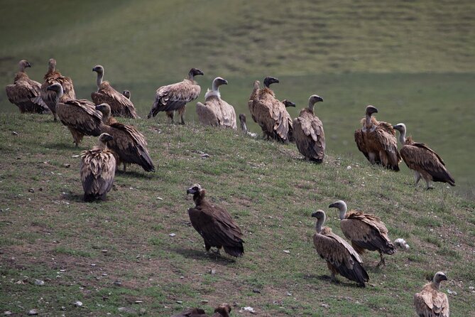 Full-day Private Wilderness tour in Vashlovani National Park - Ancient Ruins and Questions Without Easy Answers