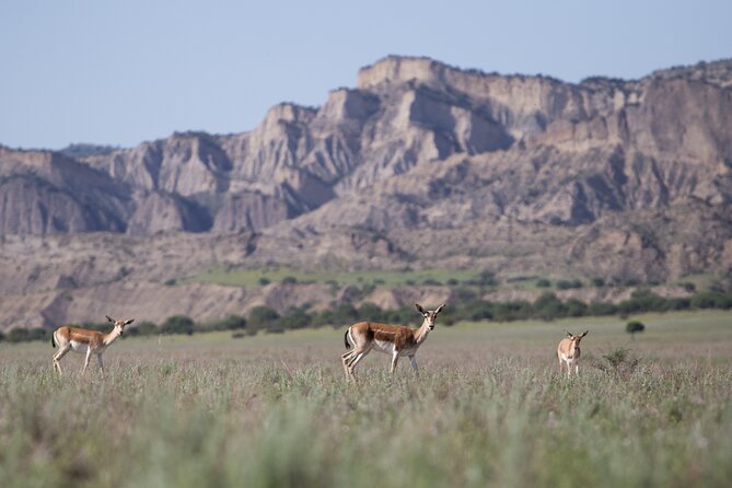 Full-day Private Wilderness tour in Vashlovani National Park - Crossing the Checkpoint and Waiting for Sunset