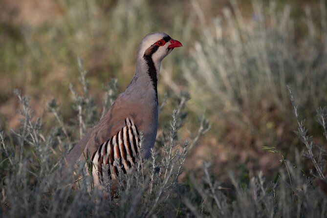 Full-day Private Wilderness tour in Vashlovani National Park - What the $447 Price Really Buys You