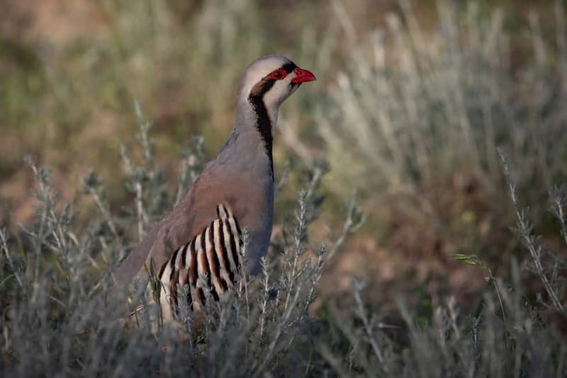 Full-day Private Wilderness tour in Vashlovani National Park - Should You Book This Vashlovani Tour?