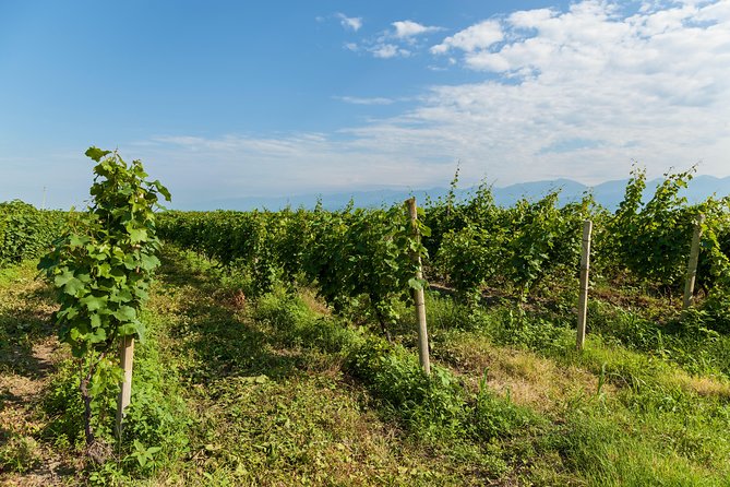 Highlights of Kakheti region-Signagi,Bodbe,Wine tasting(Private Tour) - What the Private Guide Adds