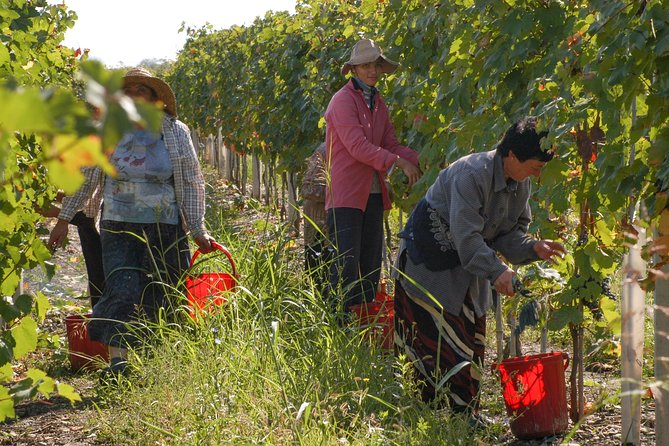 Highlights of Kakheti region-Signagi,Bodbe,Wine tasting(Private Tour) - Practical Tips Before You Go