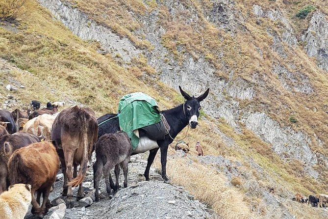 Kazbegi MOUNTAIN Tour (GLORY OF THE NATURE) + MANY NEW LOCATIONS - Spring water in Kvemo Mleta