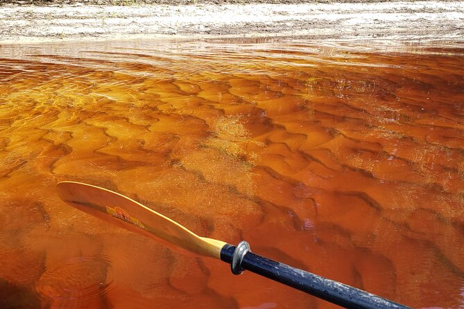 Okefenokee Swamp: Guided Kayak Tour with a Local Naturalist - Who will enjoy this experience most?