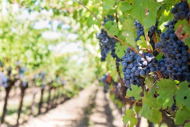 Private Day Trip to Kakheti Wine Region Including Wine Tasting - Georgian food may be the best extra