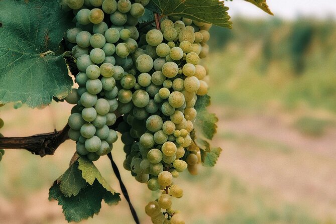 Private Day Trip to Kakheti Wine Region Including Wine Tasting - Wine tasting in Kakheti, from factory to family home