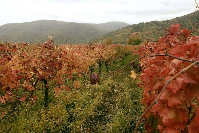 Private Tour to Mtskheta and Georgian Wine Tasting from Tbilisi - Samtavro Church adds a smaller, quieter stop
