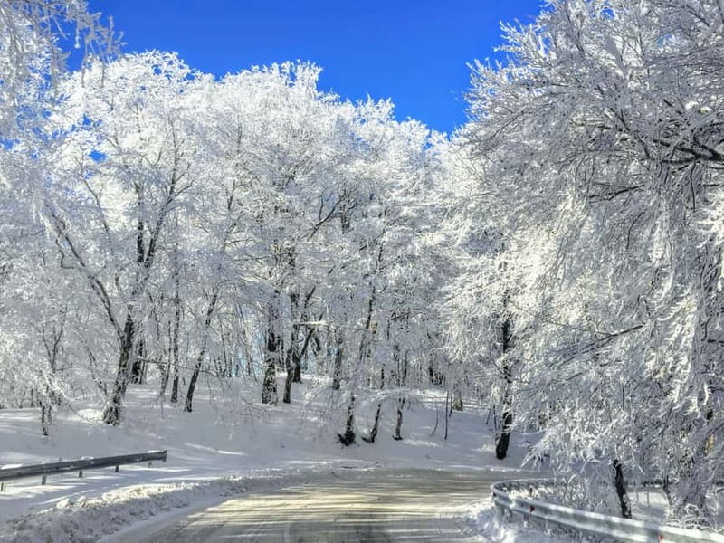 Spring in Tbilisi: Sabaduri, Jvari, Bears & Chronicle - Walking through Sabaduri Forest