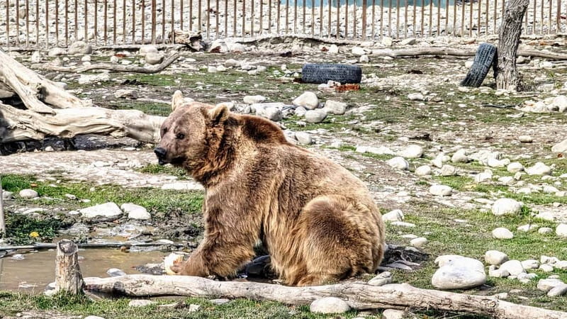 Spring in Tbilisi: Sabaduri, Jvari, Bears & Chronicle - Who should book this experience?
