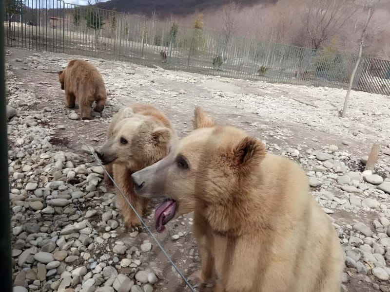 Spring in Tbilisi: Sabaduri, Jvari, Bears & Chronicle - The Chronicle of Georgia and the Tbilisi Sea
