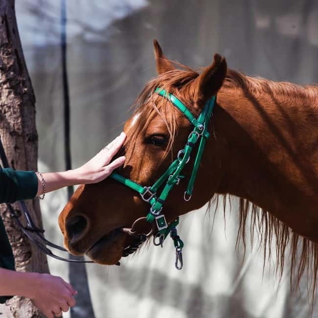 Tbilisi: Kakheti Horse Riding, Wine Tasting, and Cooking … - Five things to know before booking