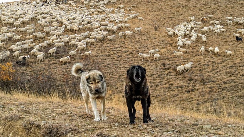 Tbilisi: Real Adventure – Gareja & Rainbow Desert 4x4 + Hike - How the guides and drivers shape the day