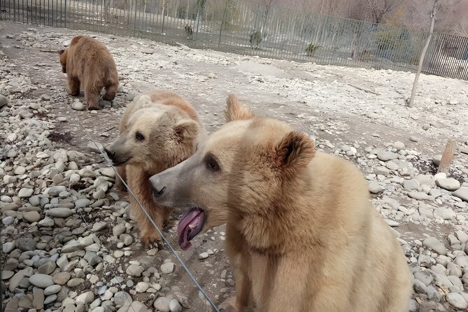 Tbilisi: Sabaduri Forest, Georgian Stonehenge & Bear Sanctuary - Key points before you book