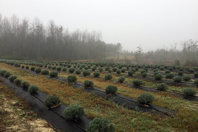 The Olive Grove Tour - Reaching the olive farm near Glennville