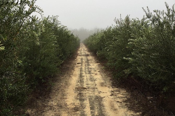 The Olive Grove Tour - Walking among the olive varieties