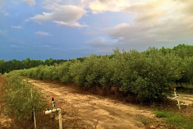 The Olive Grove Tour - The guided tasting: where the visit comes together