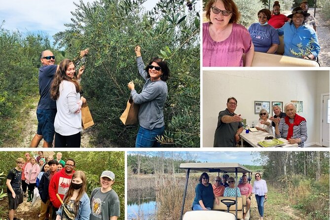 The Olive Grove Tour - Is $24 a fair price?