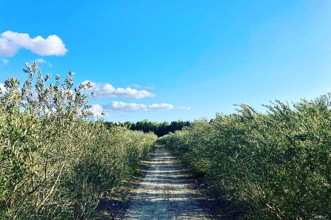 The Olive Grove Tour - Practical details that can affect your day