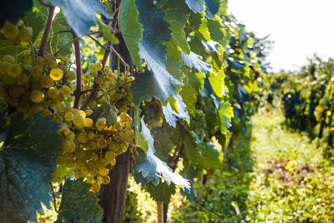 WINE & DINE Tour from Kutaisi - The Imeretian meal is the real centerpiece