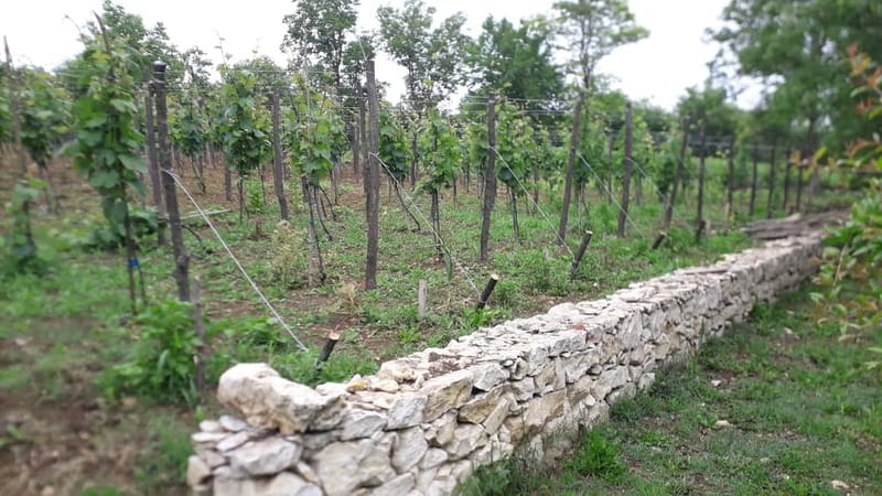 Wine Tour by Winemaker - Key points to know